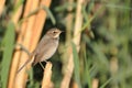 Wintering female Bluethroat among reeds, Egypt