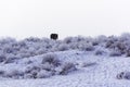 Wintering.Horse grazing alone. Desert area at Balkhash. Winter landscape near the lake Balkhash.