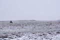 Wintering.Minimalism. Monochrome gray sky. Shepherd with a flock. Nomadic household Kazakhstan. Royalty Free Stock Photo