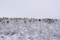 Wintering. Flock of sheep graze in the winter.