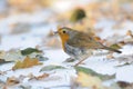 Wintering Robin feeding in the snow