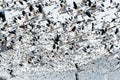 Cloud of Snow geese taking off Royalty Free Stock Photo