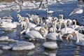 Wintering Swans. Swans, ducks and seagulls Royalty Free Stock Photo