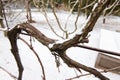 Wintering vine in snowy nature. Winter time. Agriculture. Eco farming. Viniculture. Viticulture.