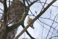 wintering in the winter nuthatch