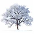 Winterized Tree On White Background - James Paick Style