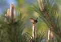 Winterkoning, Winter Wren, Troglodytes troglodytes Royalty Free Stock Photo