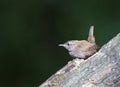 Winterkoning, Winter Wren; Troglodytes troglodytes Royalty Free Stock Photo