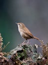 Winterkoning, Winter Wren, Troglodytus troglodytus