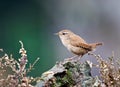 Winterkoning, Winter Wren, Troglodytus troglodytus