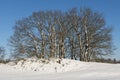 Winterlandscape Trees