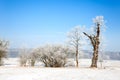 Winterlandschaft mit BÃÂ¤umen Royalty Free Stock Photo
