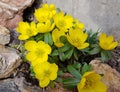 Winterling, Eranthis hyemalis