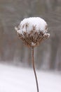 Winterly nature impression, wildflower filled with snow