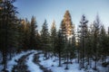 Winterly and snowy forest road in Swedish Lapland