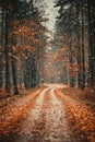 Winters Approach, Forest Path Covered in First Snowfall Between Trees With Autumn Leaves Royalty Free Stock Photo
