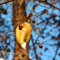 Winters berries Royalty Free Stock Photo