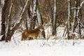 Winters Journey Across a Forest