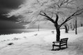 Winters melancholy, trees stand in solemn black and white silence