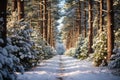 Winters Serene Beauty: A Snow-Covered Forest Path