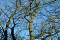 Winters Sky & Trees - Scotland