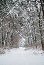 Winters Tale, Christmas holidays. One cottage in a beautiful pine snow forest. Winter house in snow forest panoramic Royalty Free Stock Photo