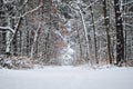 Winters Tale, Christmas holidays. One cottage in a beautiful pine snow forest. Winter house in snow forest panoramic Royalty Free Stock Photo