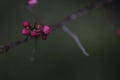 Wintersweet blossombing in the snow day Royalty Free Stock Photo