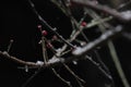 Wintersweet blossombing in the snow day Royalty Free Stock Photo