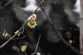 Wintersweet blossombing in the snow day Royalty Free Stock Photo