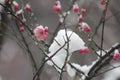 Wintersweet blossombing in the snow day Royalty Free Stock Photo