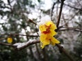 Wintersweet blossombing in the snow day Royalty Free Stock Photo