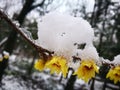 Wintersweet blossombing in the snow day Royalty Free Stock Photo