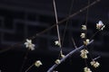 Wintersweet blossombing in the snow day Royalty Free Stock Photo