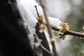 Wintersweet blossombing in the snow day Royalty Free Stock Photo