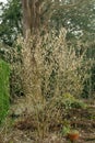 Wintersweet Chimonanthus praecox, flowering shrub in garden