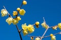 Wintersweet flower