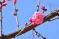 Wintersweet Flower