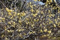 Wintersweet Japanese allspice Royalty Free Stock Photo