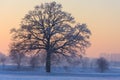 A beautiful tree in a snowy winter