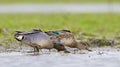 Wintertaling, Common Teal, Anas crecca