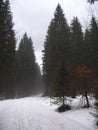 Wintertime in Bavarian forest Royalty Free Stock Photo