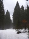 Wintertime in Bavarian forest