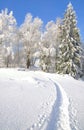 Wintertime in Bavarian Forest,Bavaria,Germany