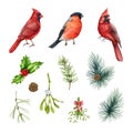 Wintertime birds and Christmas evergreen floral elements set. Watercolor illustration. Bullfinch, red cardinal bird