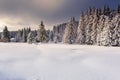 Wintertime - Black Forest