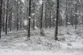 Wintertime with blizzard in forest, pine trees and white snow covered ground at the edge of the road Royalty Free Stock Photo