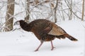 Wintertime female eastern wild turkey Royalty Free Stock Photo