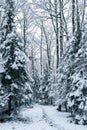 Conifers trees in snow