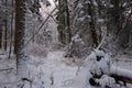 Wintertime landscape of snowy coniferous tree stand